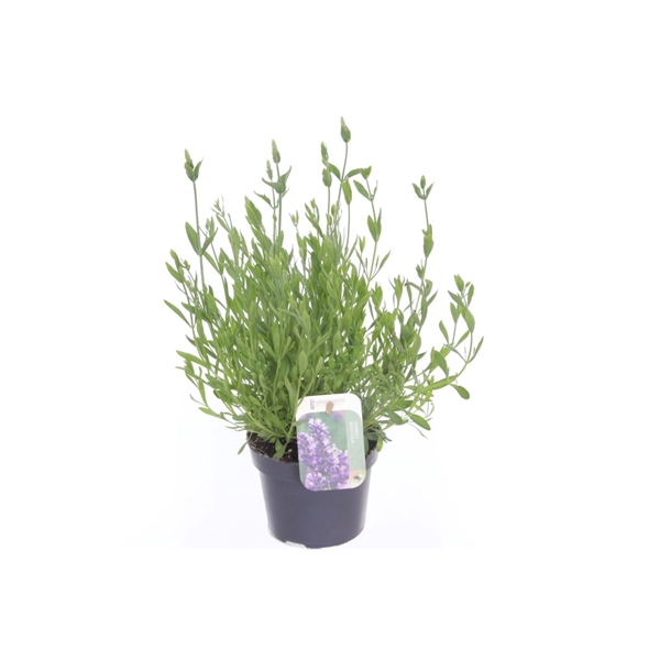 <h4>Lavandula Spear Blue</h4>
