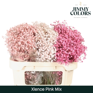 Gyps Xlence L80 Pink mix