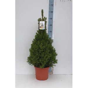 PICEA GL CONICA