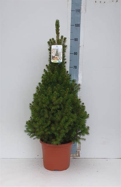 <h4>PICEA GL CONICA</h4>