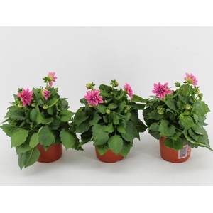 Dahlia Dahlietta rose Emily