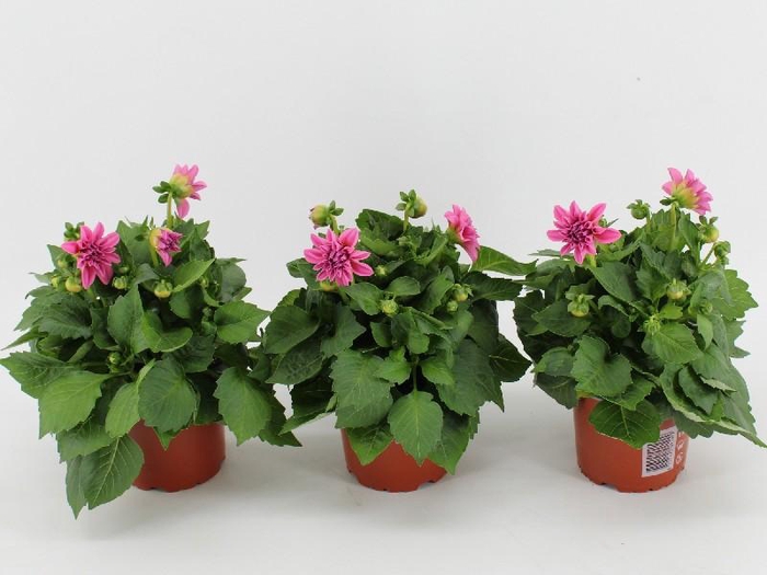 <h4>Dahlia Dahlietta rose Emily</h4>