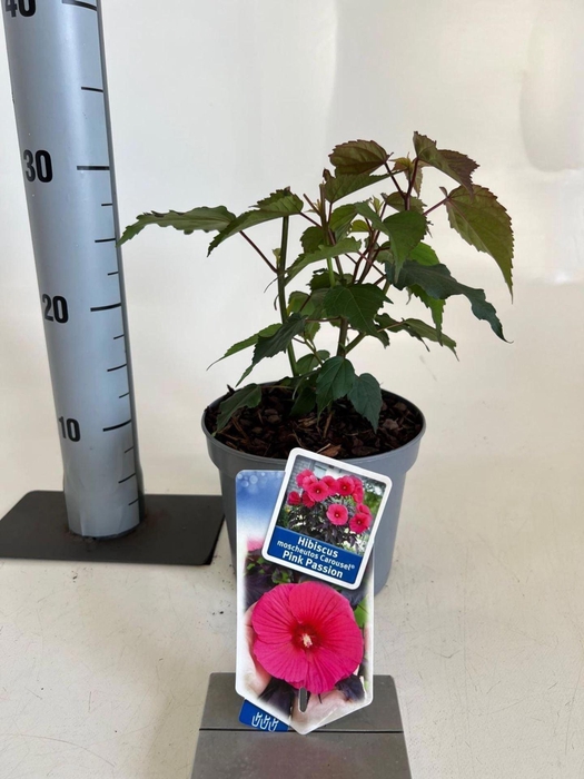 <h4>Hibiscus</h4>