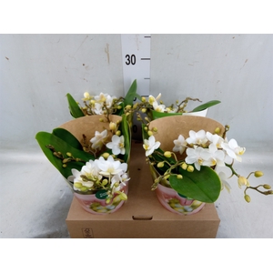 Phalaenopsis multi. 'Ant Nazare'