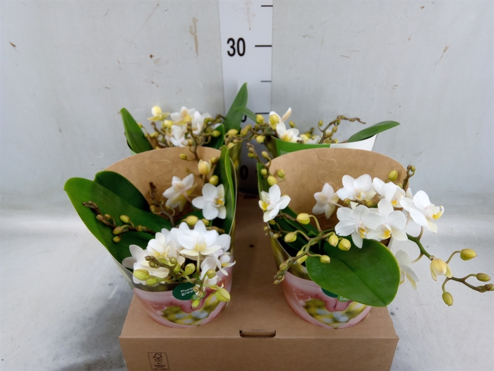 <h4>Phalaenopsis multi. 'Ant Nazare'</h4>