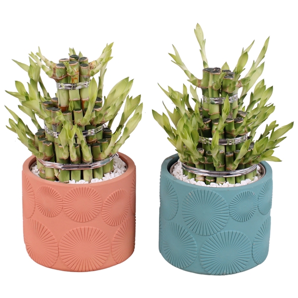 <h4>Lucky Bamboo Shape Round 3B Ø14cm Ceramic EV464</h4>