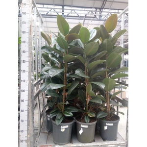 Ficus elastica 'Robusta'