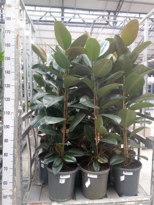 <h4>Ficus elastica 'Robusta'</h4>