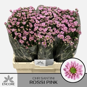 CHR S ROSSI PINK