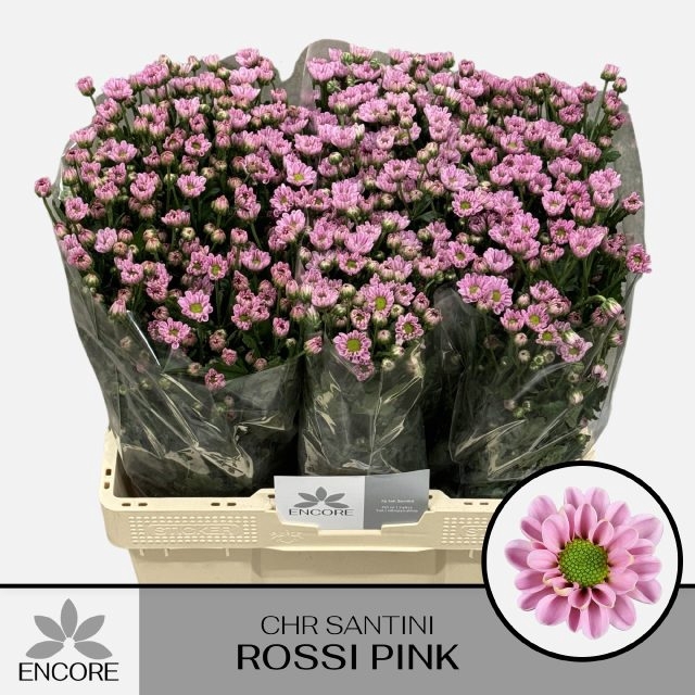 <h4>CHR S ROSSI PINK</h4>