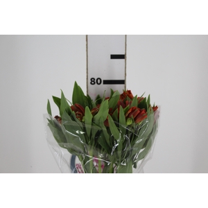 ALSTROEMERIA CINNAMON 080 CM