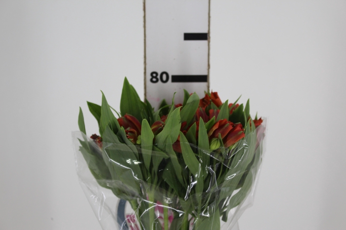 <h4>ALSTROEMERIA CINNAMON 080 CM</h4>