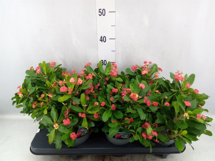 <h4>Euphorbia milii 'Vulcanus'</h4>