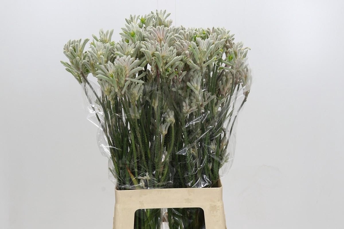 <h4>Anigozanthos Bush Diamond</h4>