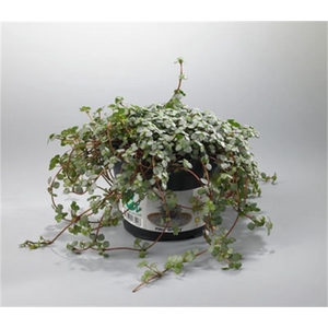 Pilea glaucophylla 'Greyzy'