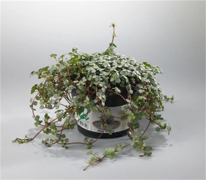 <h4>Pilea glaucophylla 'Greyzy'</h4>