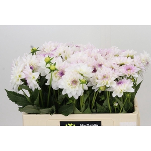 Dahlia DE 'Eveline'