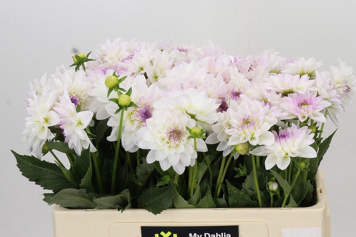 <h4>Dahlia DE 'Eveline'</h4>