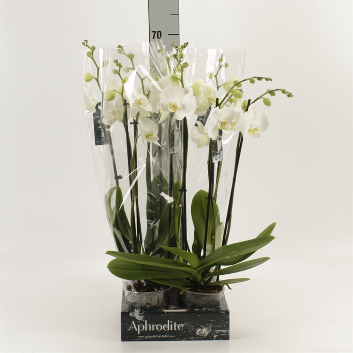 <h4>Phalaenopsis  'Ant Nottingham'</h4>