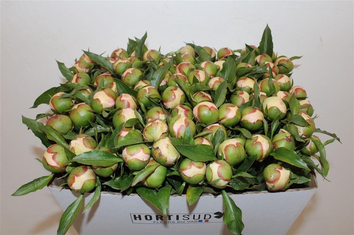 <h4>Paeo L Pecher</h4>