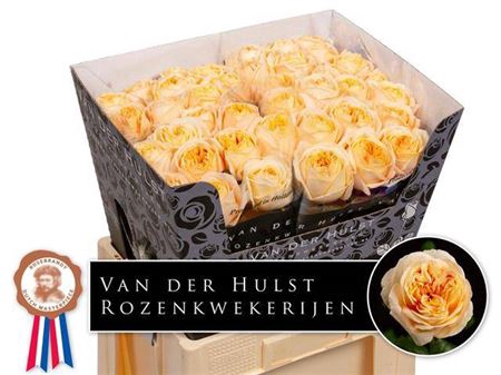 <h4>Rosa a grande fleur London Tower</h4>