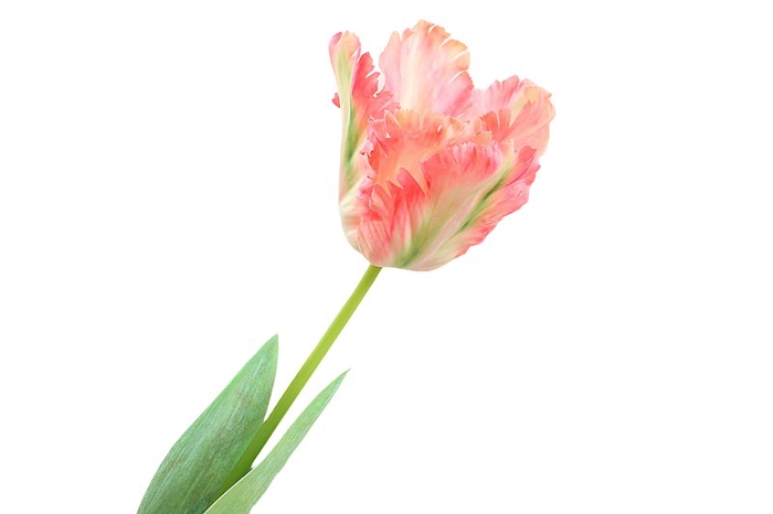 <h4>Tulipa Pink</h4>