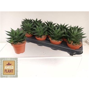 Haworthia limifolia