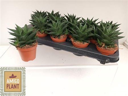<h4>Haworthia limifolia</h4>