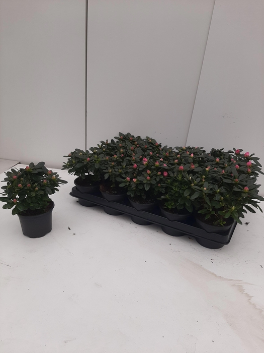 <h4>RHODO SI GEM</h4>