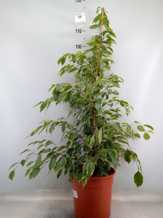 <h4>Ficus benja. 'Golden King'</h4>