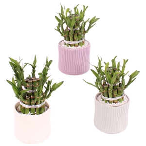 Lucky Bamboo Shape Round 2B Ø10cm Ceramic PL570