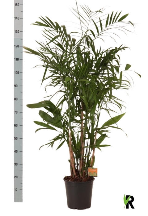 <h4>CHAMAED SEIFRIZII</h4>