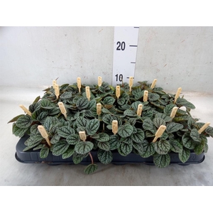 Peperomia