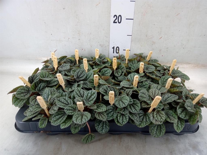 <h4>Peperomia</h4>