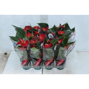 ANTHURIUM RED SUCCESS P09