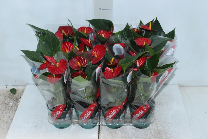 <h4>ANTHURIUM RED SUCCESS P09</h4>