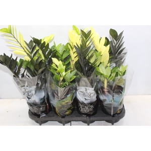 ZAMIOCULCAS VARIADO P14