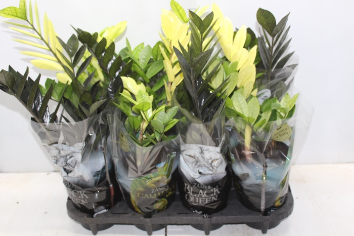 <h4>ZAMIOCULCAS VARIADO P14</h4>