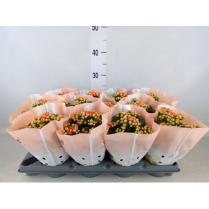 Kalanchoe   ...