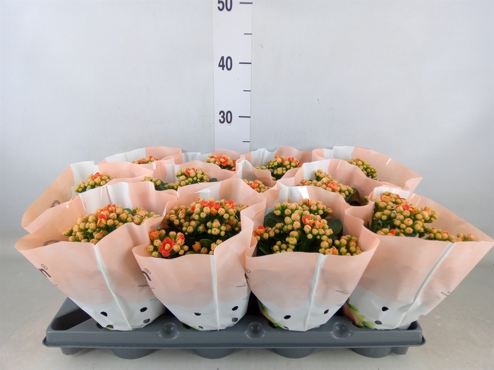 <h4>Kalanchoe   ...</h4>