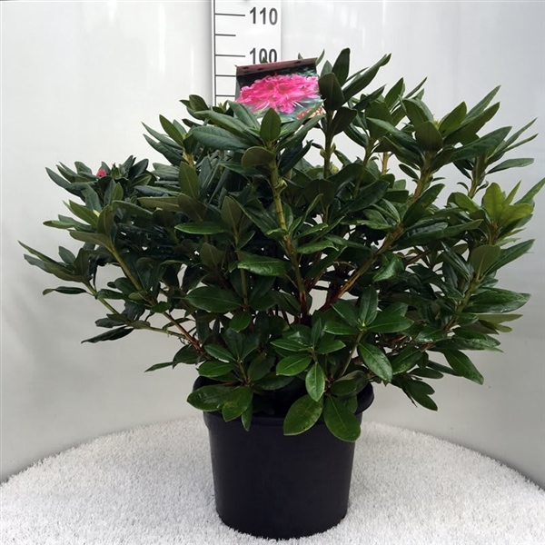 <h4>Rhodo. 'Cosmopolitan' pink</h4>