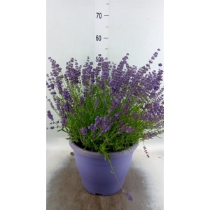 Lavandula angus. 'Essence Pure'
