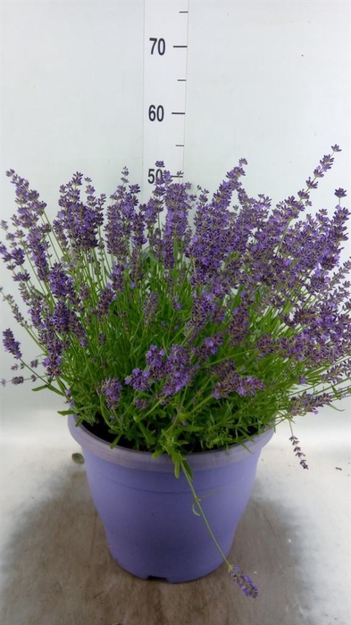 <h4>Lavandula angus. 'Essence Pure'</h4>