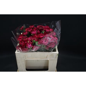 Ranonkel Extra Hot Pink