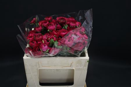 <h4>Ranonkel Extra Hot Pink</h4>