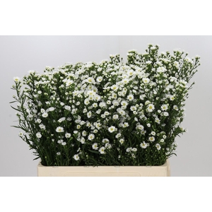 Aster Paquita