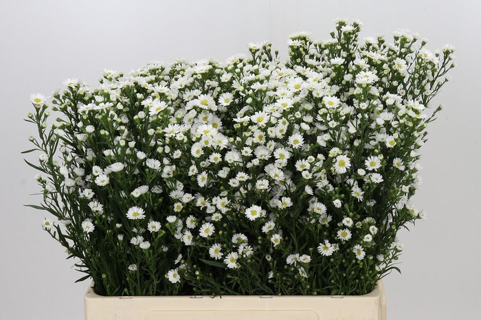 <h4>Aster Paquita</h4>