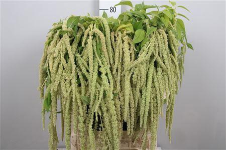 <h4>Amaranthus caud. 'Green Pearls'</h4>