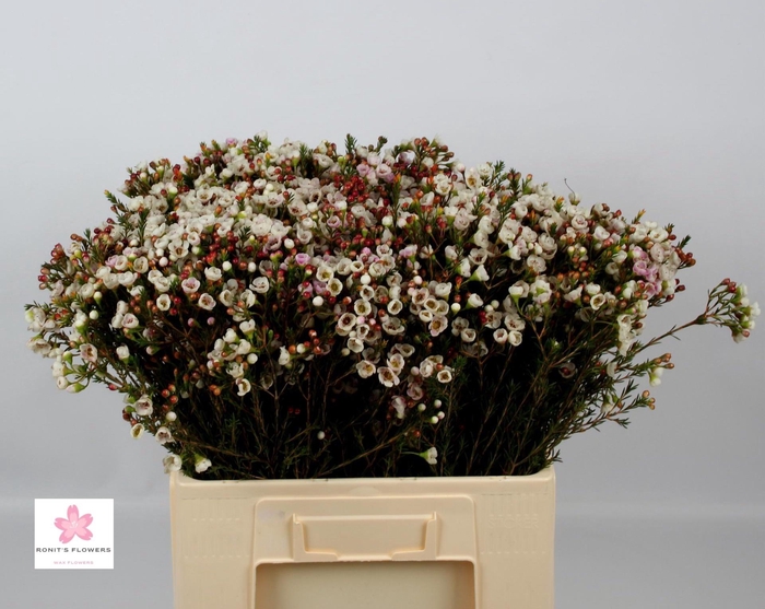 <h4>CHAME UN ELLA</h4>