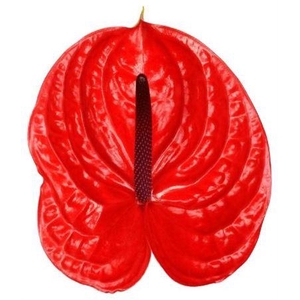 Anthurium Impulz